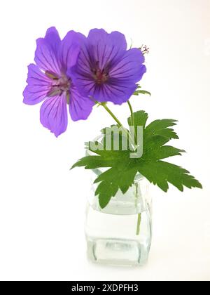 Farbenfrohe Sommerblumen in einem Vintage-Glas auf weißem Hintergrund. Stockfoto