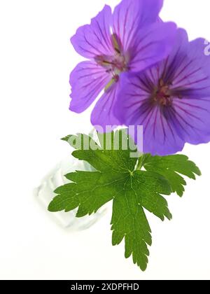 Farbenfrohe Sommerblumen in einem Vintage-Glas auf weißem Hintergrund. Stockfoto