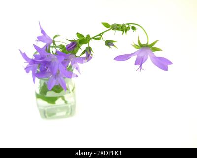 Farbenfrohe Sommerblumen in einem Vintage-Glas auf weißem Hintergrund. Stockfoto
