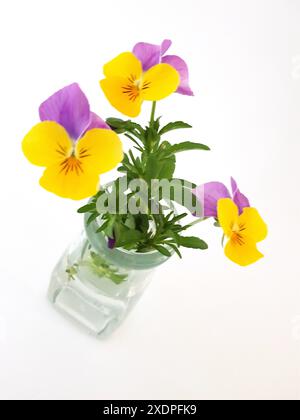 Farbenfrohe Sommerblumen in einem Vintage-Glas auf weißem Hintergrund. Stockfoto