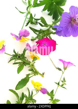 Farbenfrohe Sommerblumen auf weißem Hintergrund. Stockfoto