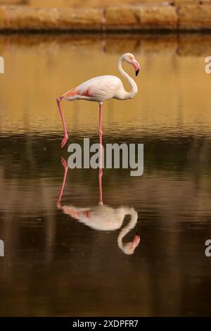 Ein nicht-züchtiger Erwachsener Flamingo, der sich im späten Frühjahr im Salina Nature Reserve auf Malta in ruhiger Weise im ruhigen Wasser einer Saline spiegelt Stockfoto