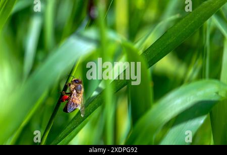 Eine Honigbiene mit rotem Pollen an den Beinen sitzt auf dem Gras Stockfoto