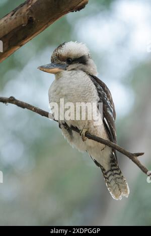 Kookaburra sitzt in einem Gummibaum Stockfoto