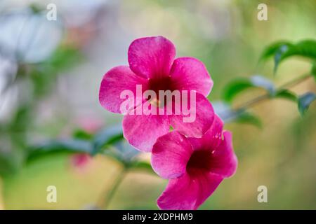 Nahaufnahme einer rosa Trompete, die im Garten blüht Stockfoto