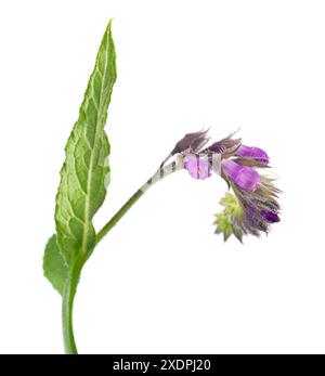 Beinwell-Blüten isoliert auf weißem Hintergrund. Symphytum officinale Pflanze. Beinwell-Busch mit Blumen. Pflanzliche Medizin. Beschneidungspfad Stockfoto