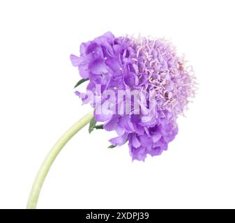 Stachelblume isoliert auf weißem Hintergrund. Knautia arvensis. Violette Doppelblume von scabiosa Stockfoto