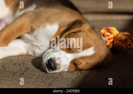 Nahaufnahme eines Beagle-Welpen, der mit einem Spielzeug auf einer Couch schläft Stockfoto