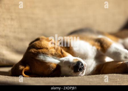 Nahaufnahme eines Beagle-Welpen, der in der Sonne auf einer Couch schläft Stockfoto