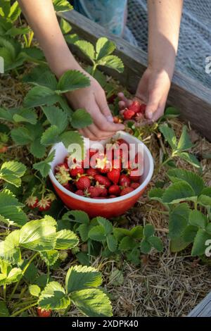 Hände pflücken Erdbeeren in einer Schüssel im Garten Stockfoto