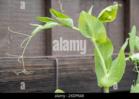 Nahaufnahme der Erbsenpflanze mit Ranken und Blättern gegen einen Holzzaun Stockfoto