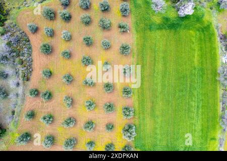 Blick auf Olivenhaine und grüne Wiese. Drohnenblick auf Olivenbäume aus der Luft. Landwirtschaft Luftbild Zypern Stockfoto
