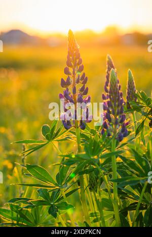 Violette Lupinen, beleuchtet durch das warme Leuchten eines goldenen Sonnenuntergangs, auf dem Feld untergegangen. Violette, helle Sommerblumen in der Natur. Stockfoto