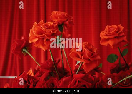 Rote Rosen gegen rote Vorhänge Stockfoto