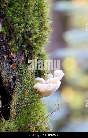 Nahaufnahme von weißen Austernpilzen, die auf moosiger Baumrinde wachsen Stockfoto