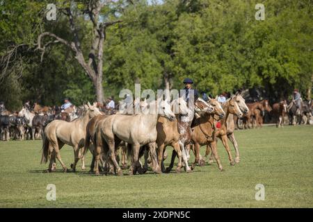 San Antonio de areco criollos Pferd DIA de la Tradition Traditionsfest Provinz Buenos Aires Stockfoto