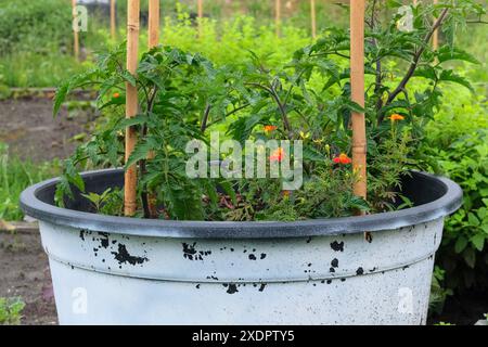 Container-Gartenbau. Tomatenanbau in Box. Bio-Gemüse, das in einem ländlichen Garten angebaut wird. Stockfoto