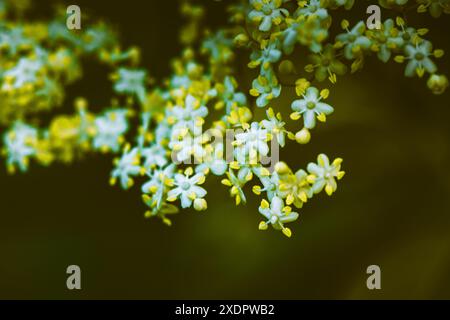 Schwarzer Holunder in Blüte. Weiße Buntstiftblüten und Blütenstände. Pflanzen im botanischen Garten im Frühjahr. Frühling Natur Wildwuchs Sträucher blühen Stockfoto