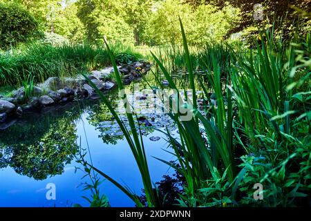 Kleiner Teich in einem botanischen Garten, der die Bäume und den blauen Himmel an einem schönen sonnigen Tag reflektiert Stockfoto