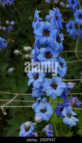 Nahaufnahme blauer Blüten von Delphinium 'Twilight Blues', die durch gewebte Quadrate aus Schnur zur Unterstützung wachsen. Stockfoto