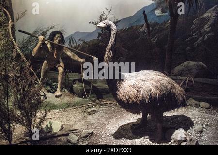 Ein Diorama des Maori-Lebens im Canterbury Museum, das einen Mann zeigt, der einen moa jagt. Körniges Bild, das bei verfügbarem Licht aufgenommen wird. Stockfoto