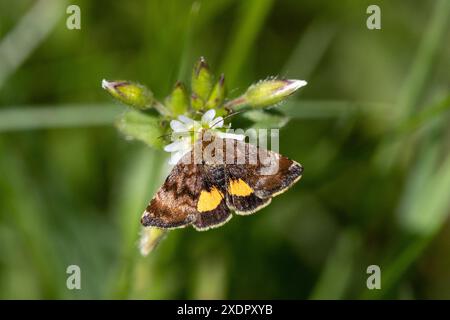 Kleine gelbe Unterflügelmotte Stockfoto