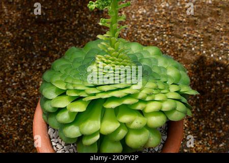 Nahaufnahme der grünen, flachen überlappenden Blätter der zarten Gartensaftpflanze Aeonium tabuliforme. Stockfoto