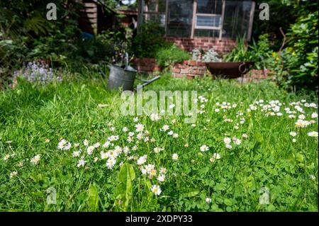 Alte Gießkanne stehen auf einem bewachsenen Rasen, mit einem Gewächshaus hinter einem warmen Sommertag Stockfoto