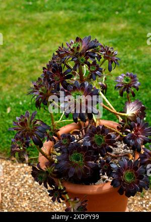 Nahaufnahme der dunkelvioletten Rosetten mit grünen Zentren des zarten, saftigen Aeonium-logan-Felsens. Stockfoto