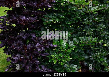 Nahaufnahme der purpurnen Blätter der purpurnen Buchenhecke Fagus sylvatica purpurea und der grünen Blätter der gemeinen Buchenhecke Fagus sylvatica. Stockfoto