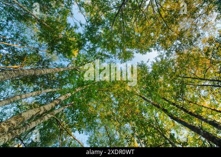 Geographie / Reise, Schweiz, Blick nach oben auf die Baumkrone in Birkenholz bei Sonnenuntergang, KEINE EXKLUSIVE VERWENDUNG FÜR FALTKARTEN-GRUSSKARTEN-POSTKARTEN-NUTZUNG Stockfoto