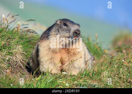 Zoologie, Alpenmurmeltier (Marmota marmota), NICHT-EXKLUSIV-VERWENDUNG FÜR FALTKARTEN-GRUSSKARTEN-POSTKARTEN-NUTZUNG Stockfoto