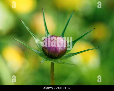 COSMOS Blütenknospe (Cosmos bipinnatus) eine dunkelviolette geschlossene Knospe, die von grünen, sternförmigen Blättern vor einem verschwommenen grünen und gelblichen Hintergrund umgeben ist Stockfoto