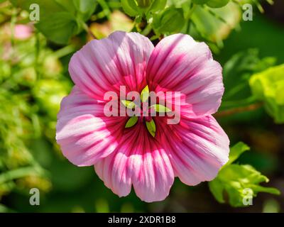 Großblütige Malvenwürze (Malope trifida) und Kornblumen wachsen wild an einer befahrenen Straße im Norden wiltshire Stockfoto