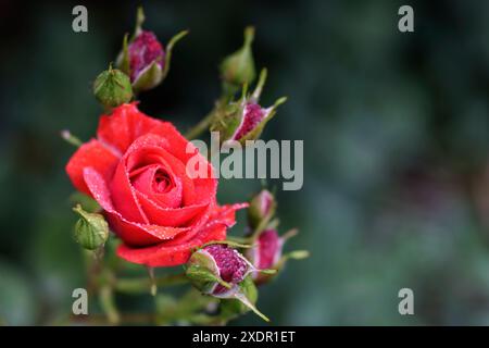 Porträt einer perfekten roten Rose, bedeckt mit Tau und umgeben von Rosenknospen in schönem, weichem Licht vor einem einfachen dunklen Hintergrund Stockfoto