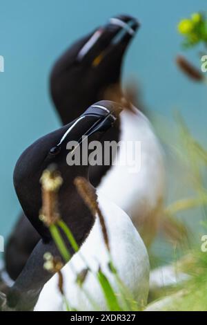 Razorbill, ALCA Torda, Birds on Cliffs, Bempton Cliffs, North Yorkshire, England Stockfoto