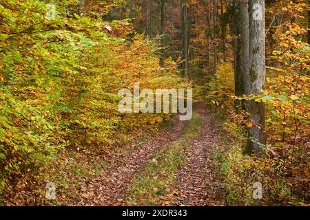 Geographie / Reise, Österreich, Burgenland, Heugraben, Weg durch bunten Herbstwald , ZUSÄTZLICHE-RECHTE-CLEARANCE-INFO-NICHT-VERFÜGBAR Stockfoto