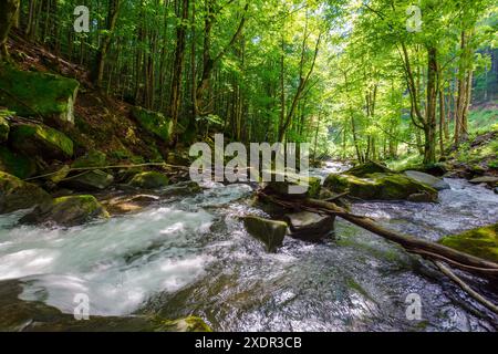 Schneller Wasserstrom schlängelt sich durch den Buchenwald. Landschaft mit moosigen Felsbrocken und Bäumen am Ufer eines Flusses. Frühlingslandschaft in carpaten mou Stockfoto