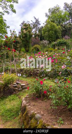 Wunderschöne Rosen in verschiedenen Farben im botanischen Garten. Wunderschöne Landschaft mit Rosen. Vertikales Foto Stockfoto