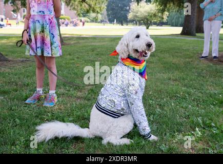 Ein weißer Standard Poodle kleidet sich für die Red Hook Pride Parade 2024 im Dutchess County, New York. Stockfoto