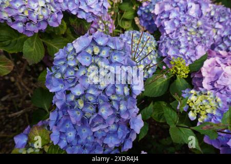 Hübsche blaue Hortensie blüht im Sommer. Hortensia-Blüten am Gartenpflanzenstrauch Stockfoto