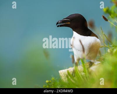 Razorbill, ALCA Torda, Birds on Cliffs, Bempton Cliffs, North Yorkshire, England Stockfoto