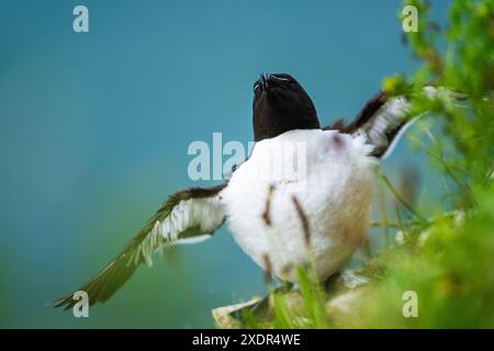 Razorbill, ALCA Torda, Birds on Cliffs, Bempton Cliffs, North Yorkshire, England Stockfoto