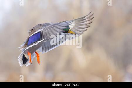 Stockenten-drake-Ente, die in einem kanadischen Winter auf dem Ottawa River landet. Stockfoto