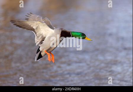 Stockenten-drake-Ente, die in einem kanadischen Winter auf dem Ottawa River landet. Stockfoto