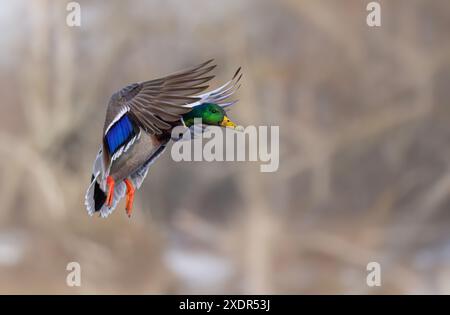 Stockenten-drake-Ente, die in einem kanadischen Winter auf dem Ottawa River landet. Stockfoto