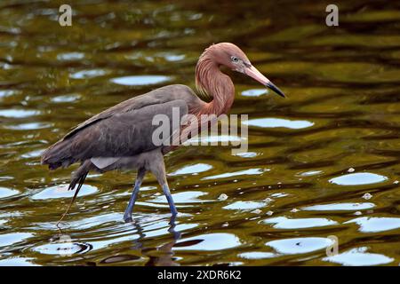 Rötlicher Reiher, der beim Angeln auf das Wasser starrt Stockfoto