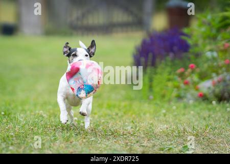 Junger, glatter Jack-Russell-Terrier-Hund, der mit einem Ball spielt. Jack-russell-Terrier-Welpe läuft mit einem Ball auf die Kamera zu. Stockfoto