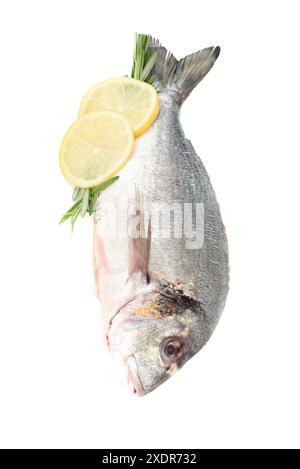Dorado-Fisch, bereit zum Kochen mit Zitronenscheiben und Rosmarinzweigen auf weißem Hintergrund. Hausmannskost. Stockfoto