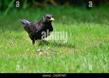 In Großbritannien - männlicher Schwarzvogel auf dem Rasen Stockfoto